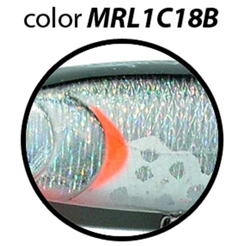 Maguro Labeo - Image 6