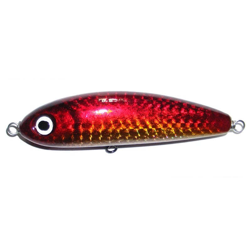 Maguro Moray - Image 2
